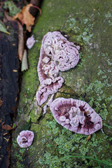 Young purple fruiting body of Chondrostereum purpureum on old tree, velvet mushroom, silver leaf fungus, selective focus