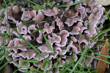 Young purple fruiting body of Chondrostereum purpureum, velvet mushroom, silver leaf fungus, nature background, selective focus