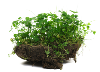 Green grass with dirt isolated on white background and texture, side view	