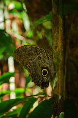 Owl Butterfly Eye Spots in Amazon Rainforest