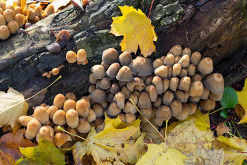 Colony of mica cap fungi on rotten sump in sunny autumn forest, Coprinellus, selective focus