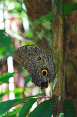 Owl Butterfly Eye Spots in Amazon Rainforest