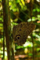 Owl Butterfly Eye Spots in Amazon Rainforest