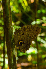 Owl Butterfly Eye Spots in Amazon Rainforest