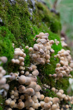 Colony of fairy inkcap mushrooms on green moss stump, Coprinellus disseminatus, trooping crumble cap, selective focus