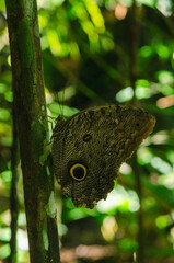 Owl Butterfly Eye Spots in Amazon Rainforest