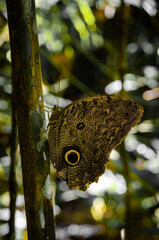 Owl Butterfly Eye Spots in Amazon Rainforest