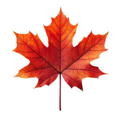 Obraz premium red maple leaf isolated on a white background, cutout