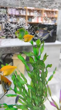 Close-up of brightly colored tropical Glo Fish in an aquarium