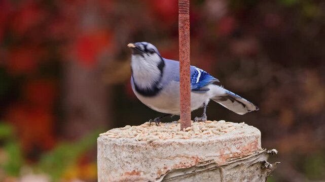 A Beautiful Blue Jay Feeding On Seeds While Standing On A Concrete Post Surrounded By Warm Autumn Colors In Nova Scotia, Canada.Canadian Blue Jay Eating Seeds On Concrete Post In Autumn Nova Scotia