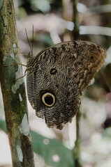 Owl Butterfly Eye Spots in Amazon Rainforest