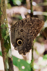 Owl Butterfly Eye Spots in Amazon Rainforest