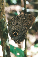 Owl Butterfly Eye Spots in Amazon Rainforest
