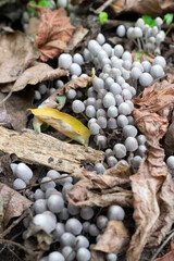 Colony of fairy inkcap mushrooms in fallen leaves, Coprinellus disseminatus, trooping crumble cap, selective focus