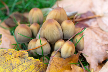 Colony of mica cap fungi close-up, Coprinellus micaceus, soft selective focus