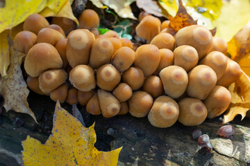 Colony of mica cap fungi on rotten sump in sunny autumn forest, Coprinellus micaceus, selective focus