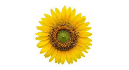 Bright yellow sunflower with a detailed green and brown center, cutout, PNG isolated on white or transparent background
