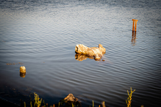 Warm toned view of driftwood floating on lagoon water in Villeneuve les Maguelone emphasizing golden reflections serene Mediterranean wetland atmosphere with natural rustic textures