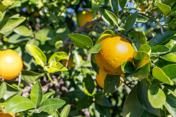 Ripe valencia oranges hanging from a tree