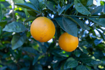 Valencia oranges ripening on a citrus tree branch
