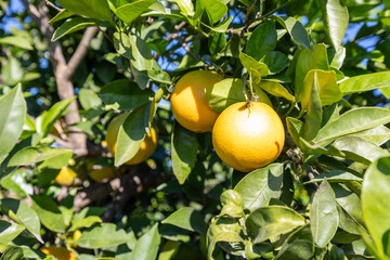 Valencia oranges ripening on a citrus tree in sunlight