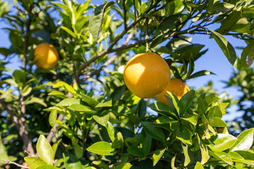 Valencia oranges ripening on tree under blue sky