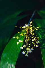 Calathea Flowering in Amazon Rainforest.