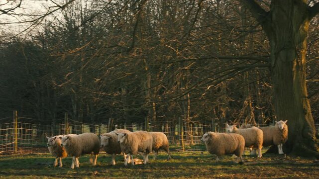 4K video clip showing flock of sheep grazing, eating grass walking in a field with trees and a fence on a farm