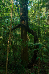 Amazon Rainforest.