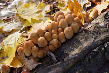 Colony of mica cap fungi on rotten sump in sunny autumn forest, Coprinellus micaceus, selective focus