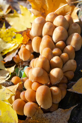 Colony of mica cap fungi on rotten sump in sunny autumn forest, Coprinellus micaceus, selective focus
