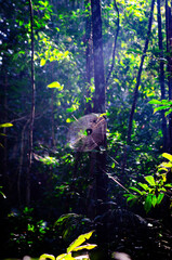 Spider Web in Amazon Rainforest