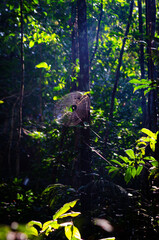 Spider Web in Amazon Rainforest