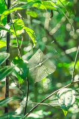 Spider Web in Amazon Rainforest