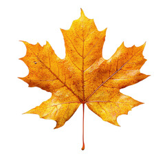 Obraz premium yellow Autumn maple leaf isolated on a white background, cutout