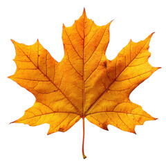 Fototapeta premium yellow Autumn maple leaf isolated on a white background, cutout