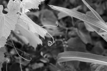Black and white close view of vine tendrils and leaves showing detailed textures and elegant curves ideal for botanical themes fine art compositions organic forms minimal natural backgrounds and desig