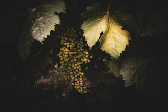 Green grapes illuminated by a dramatic beam of light surrounded by dark foliage creating a mysterious atmosphere ideal for food themes vineyards harvest visuals natural textures and creative compositi
