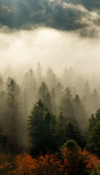 Fototapeta Beautiful mountain landscape in fall with colorful trees and white fog , aerial view . Misty forest