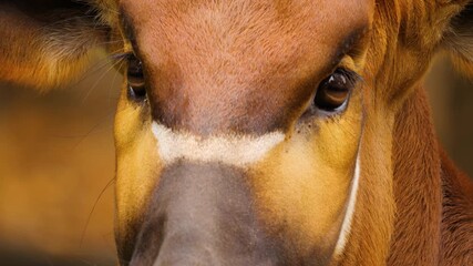 Close up vie of a bongo bongo antelope standing, chewing and looking around beside some tree trunks on a cloudy day