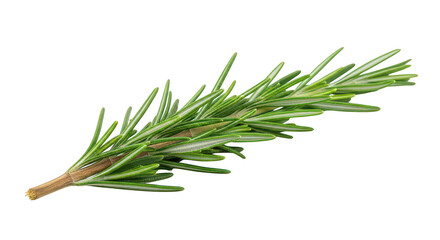 Fototapeta premium Fresh Rosemary Sprig Isolated On Black Background