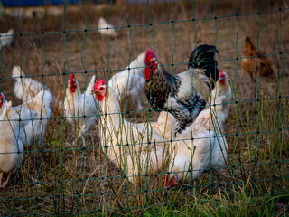 Frei laufende Hühner in einem Gehege auf einem Feld © focus finder