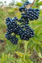 Sambucus ebulus danewort dane weed close up photo image high quality 8k resolution background backdrop wallpaper perfect for campaigns