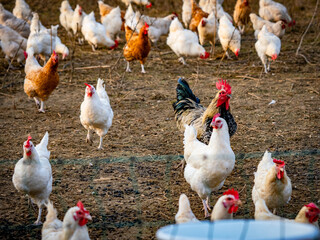 Frei laufende Hühner in einem Gehege auf einem Feld