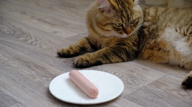 Domestic cat smelling sausage. Joyful, playful pets on domestic kitchen. Humor	