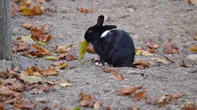 A close-up of a Dutch rabbit eating a yellow autumn leaf