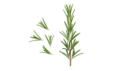 Fototapeta premium Fresh Rosemary Sprig And Leaves On Black Background