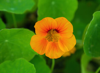 fresh Indian cress or monk's cress. An edible flower and plant growing wild in Oeiras near Lisbon, Portugal. Springtime.