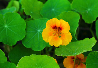 fresh Indian cress or monk's cress. An edible flower and plant growing wild in Oeiras near Lisbon, Portugal. Springtime.