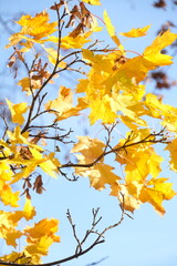 Obraz premium Autumn trees in yellow forest. Park with fallen leaves on the foreground 